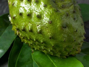 Benefits Of Soursop Leaves